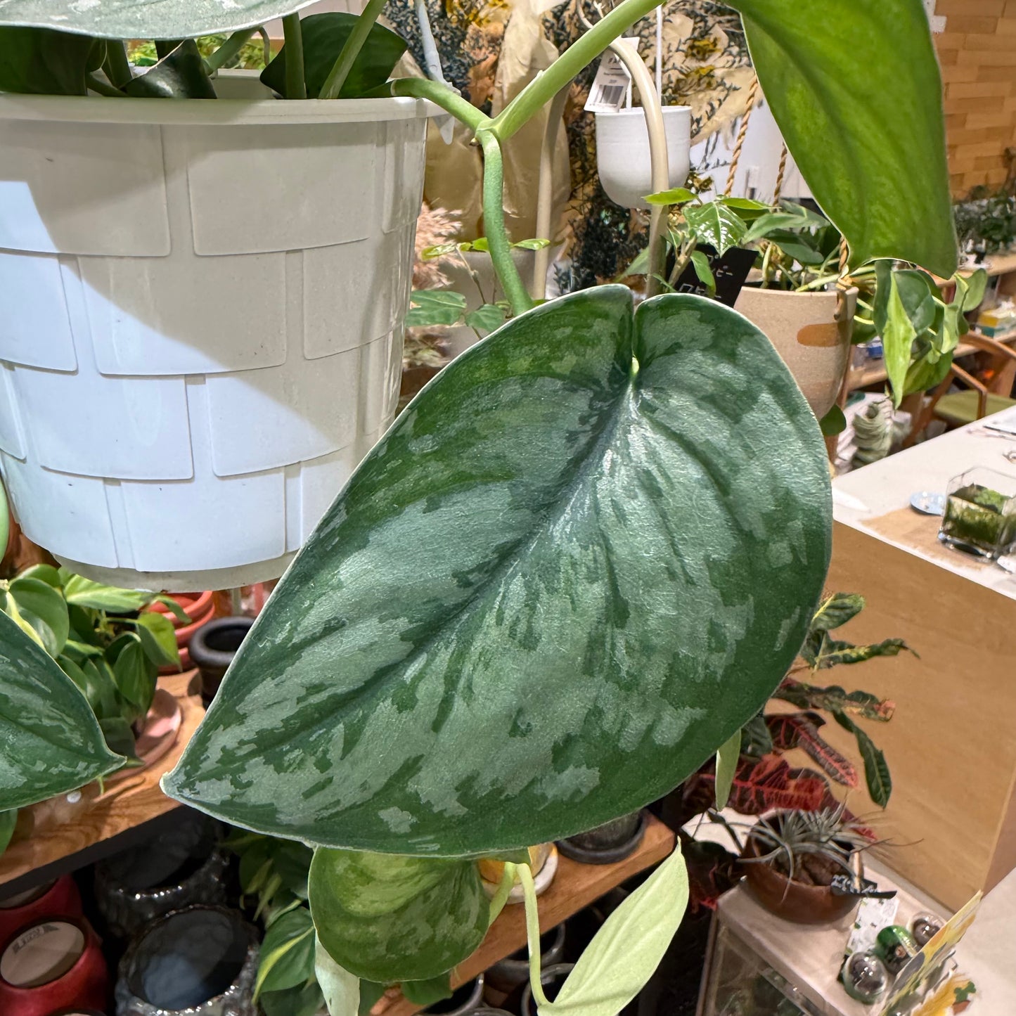 【スキンダプサス・トレビー】吊り鉢｜観葉植物