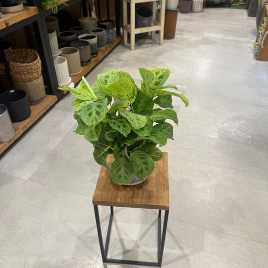Maranta Leuconeura 'Lemon Lime' | 5-inch pot | Houseplant