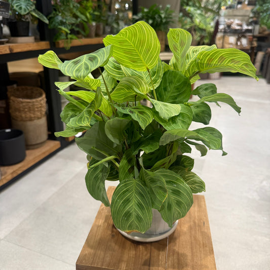 Maranta Leuconeura 'Lemon Lime' | 5-inch pot | Houseplant
