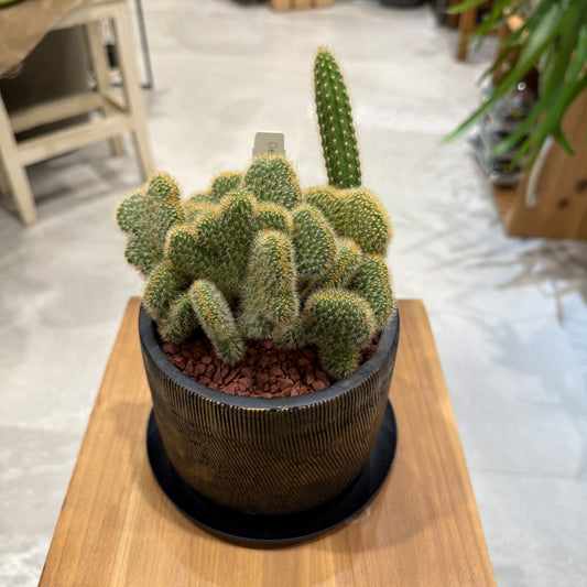 【サボテン】クレイスト・カクタスウィンテリ|黄金紐|観葉植物