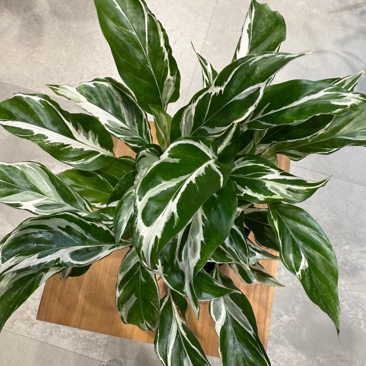 Calathea orbifolia in a 5-inch pot | Houseplant