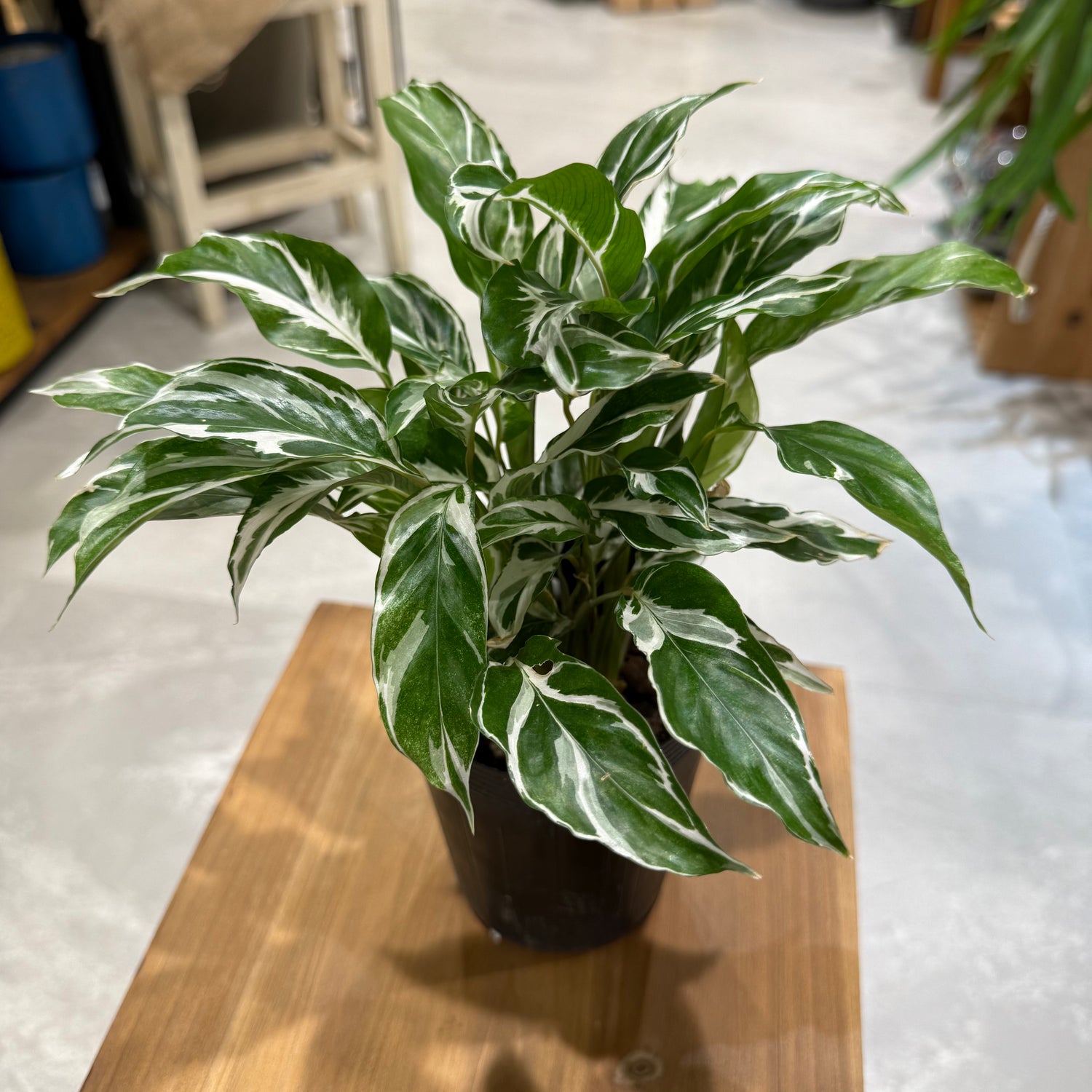 カラテア・ホワイトフュージョン】4号鉢|観葉植物 – hanna カラテア・ホワイトフュージョン】4号鉢|観葉植物 – hanna