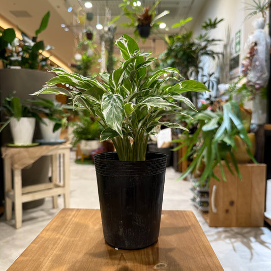 【カラテア・ホワイトフュージョン】4号鉢|観葉植物