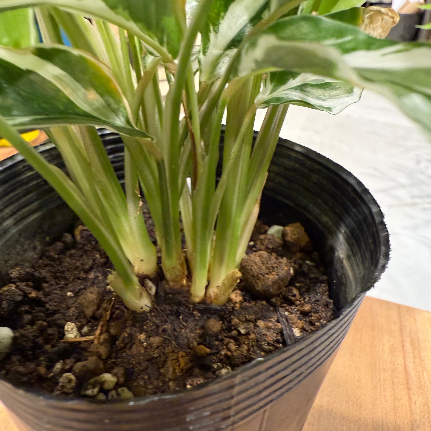 Calathea orbifolia in a 5-inch pot | Houseplant