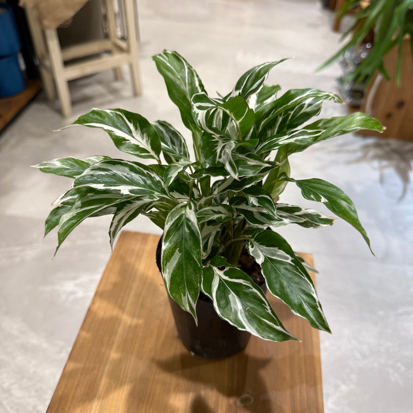 Calathea orbifolia in a 5-inch pot | Houseplant