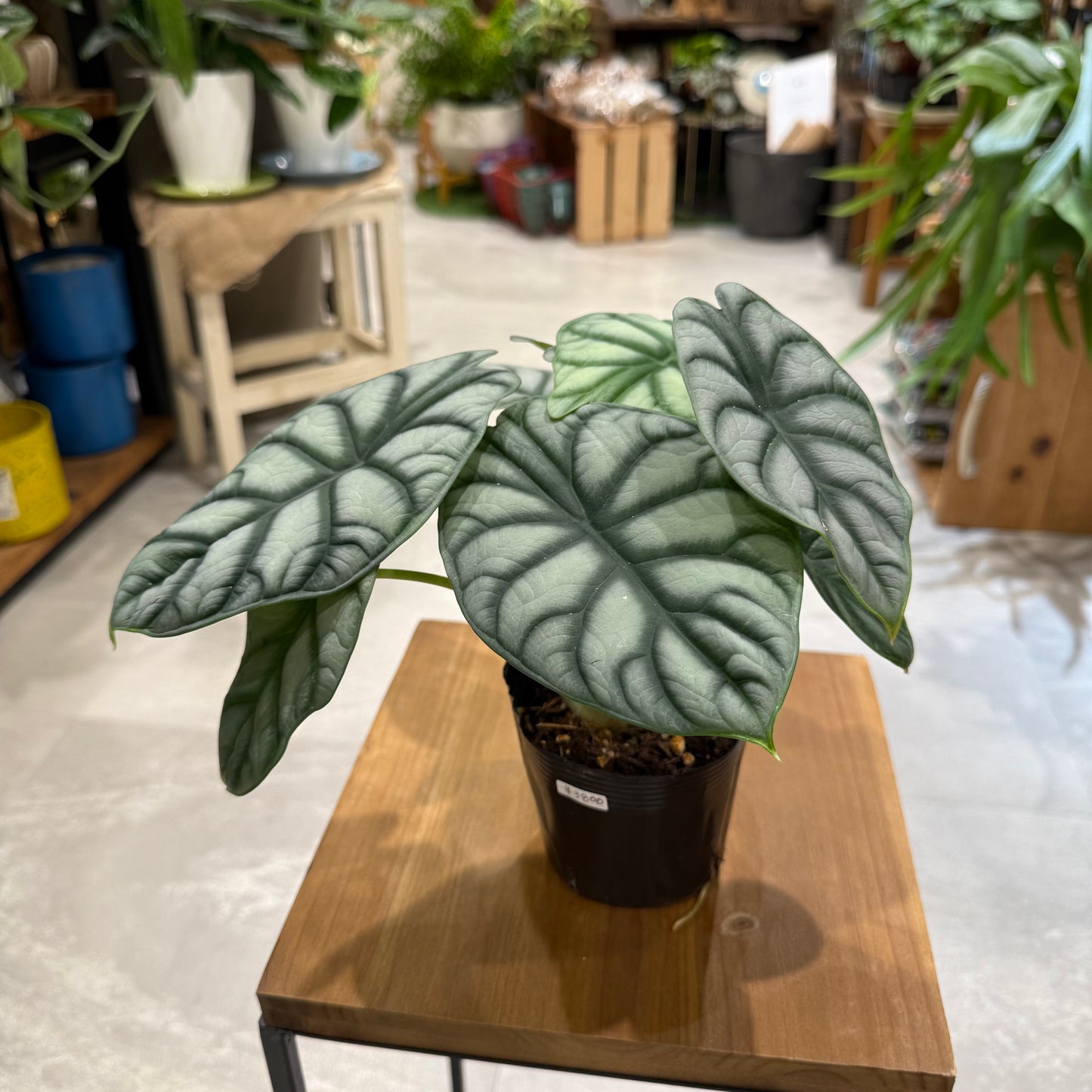 [Rare Variety] Alocasia Tiny Dancer | Ceramic Pot Included | Houseplant