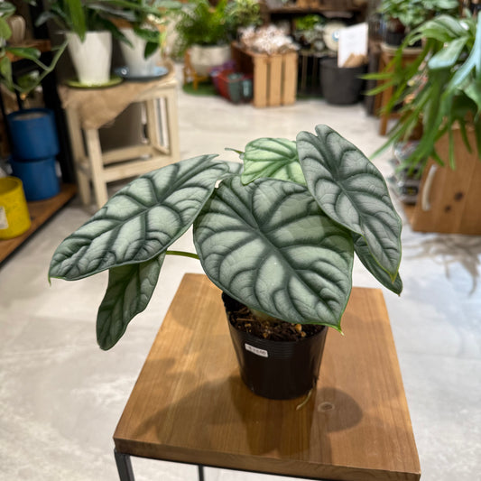 【レア品種】アロカシア・シルバードラゴン｜観葉植物