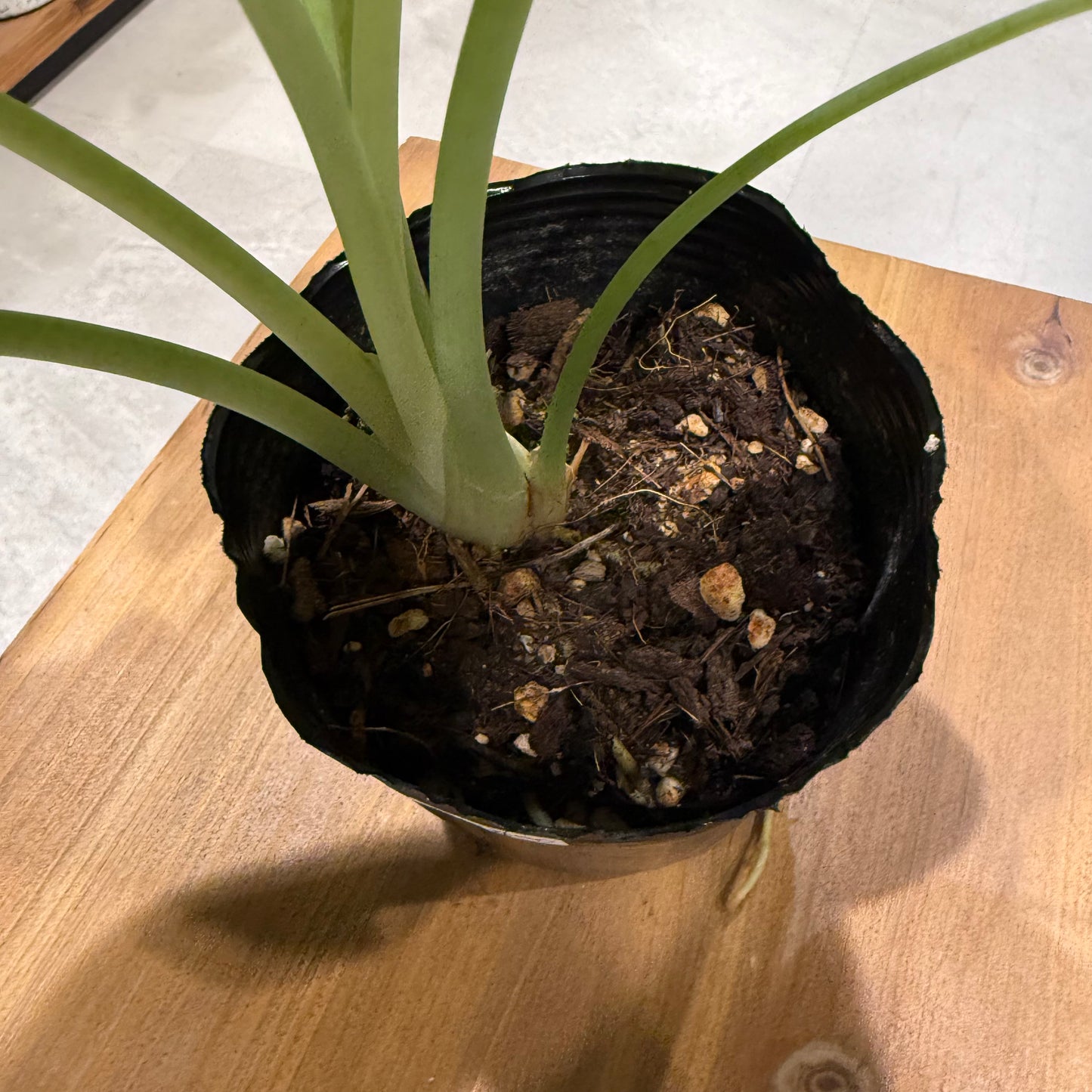 [Rare Variety] Alocasia Tiny Dancer | Ceramic Pot Included | Houseplant