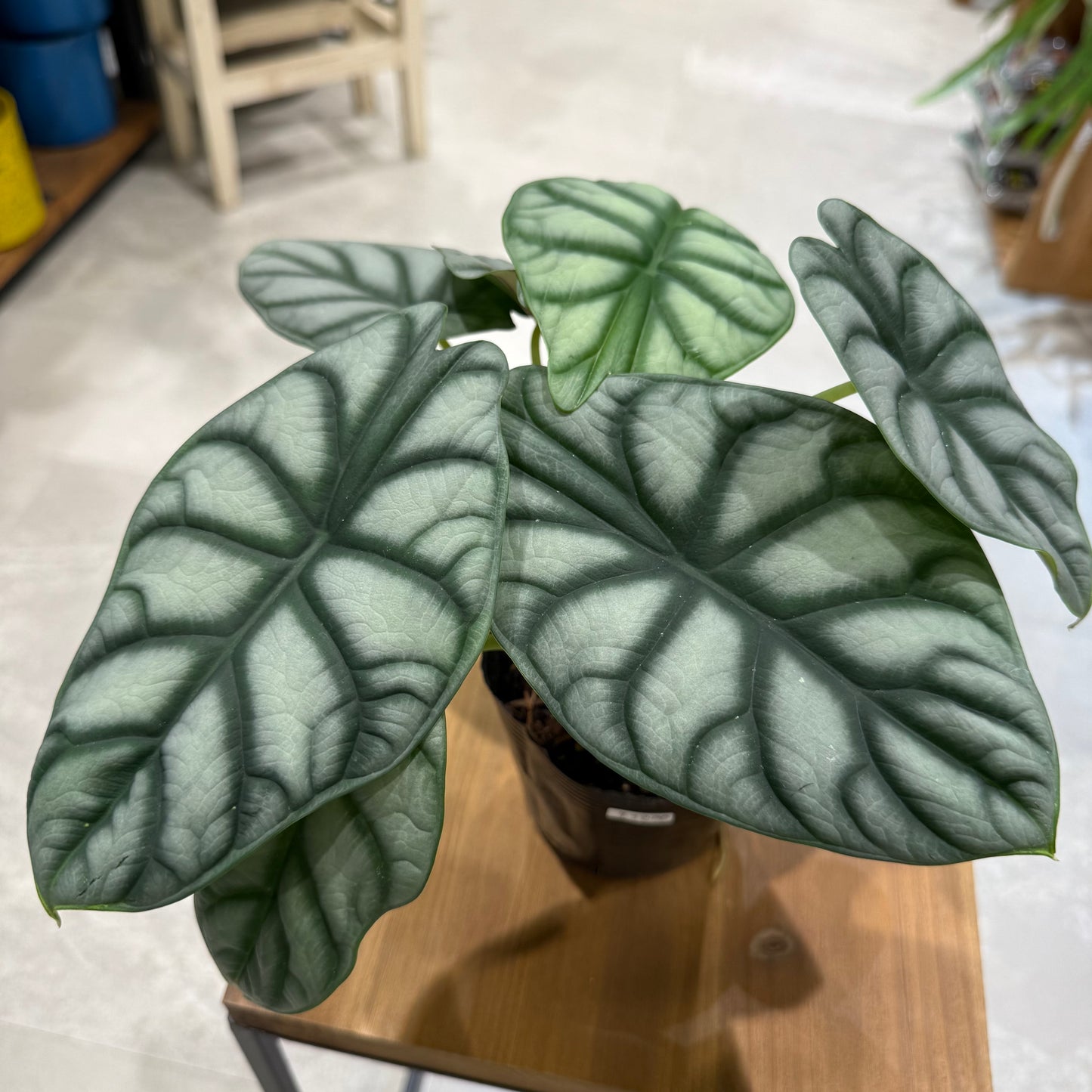 [Rare Variety] Alocasia Tiny Dancer | Ceramic Pot Included | Houseplant