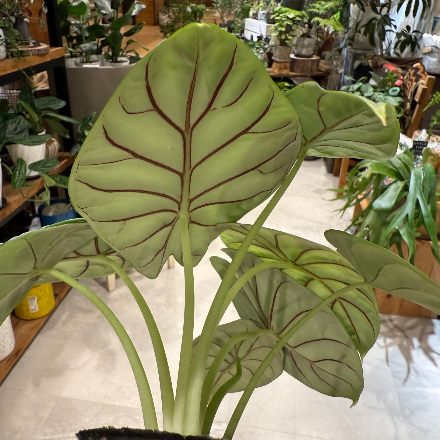 [Rare Variety] Alocasia Tiny Dancer | Ceramic Pot Included | Houseplant