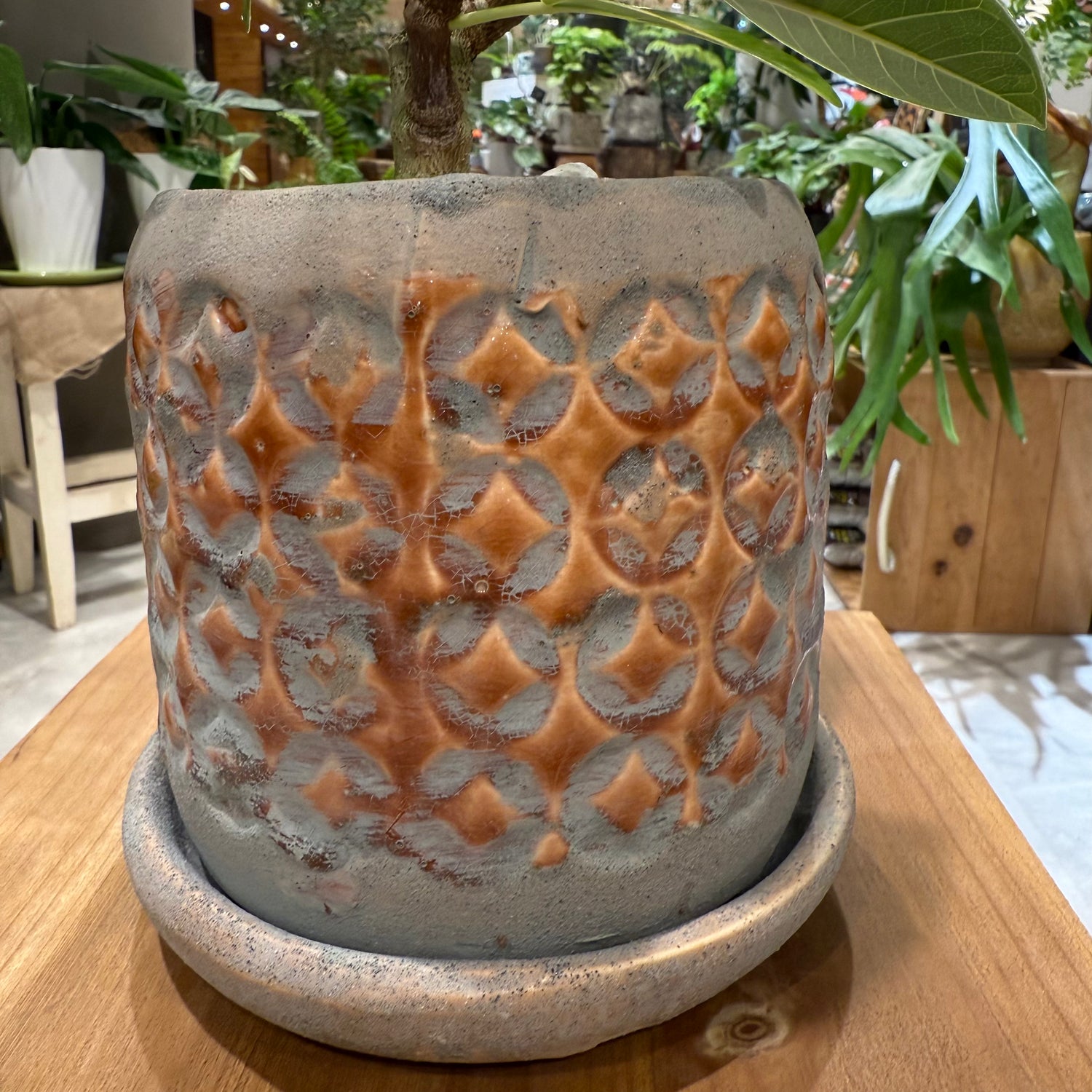 フィカス】アルテシマ|陶器鉢付|観葉植物 – hanna フィカス】アルテシマ|陶器鉢付|観葉植物 – hanna