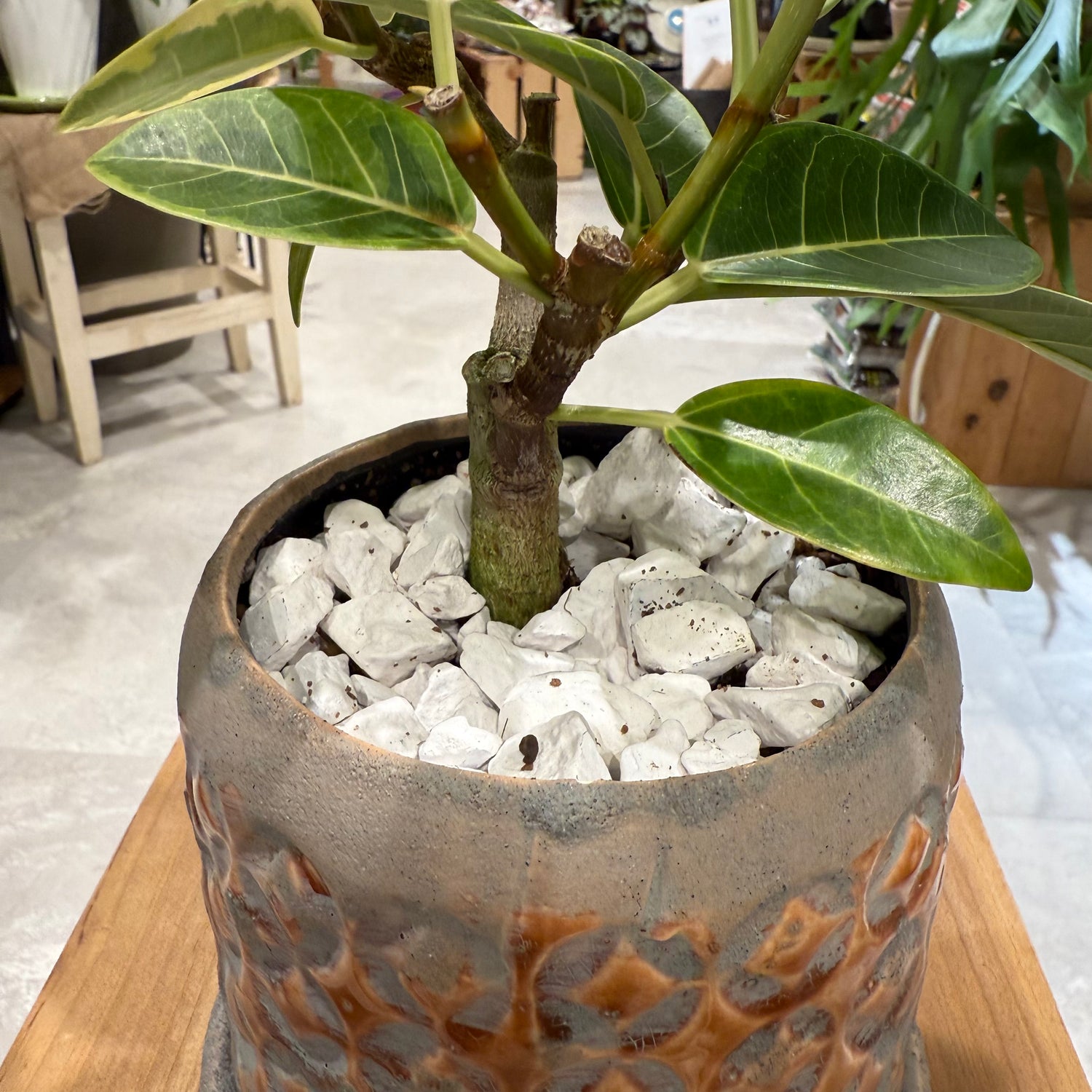 フィカス】アルテシマ|陶器鉢付|観葉植物 – hanna フィカス】アルテシマ|陶器鉢付|観葉植物 – hanna