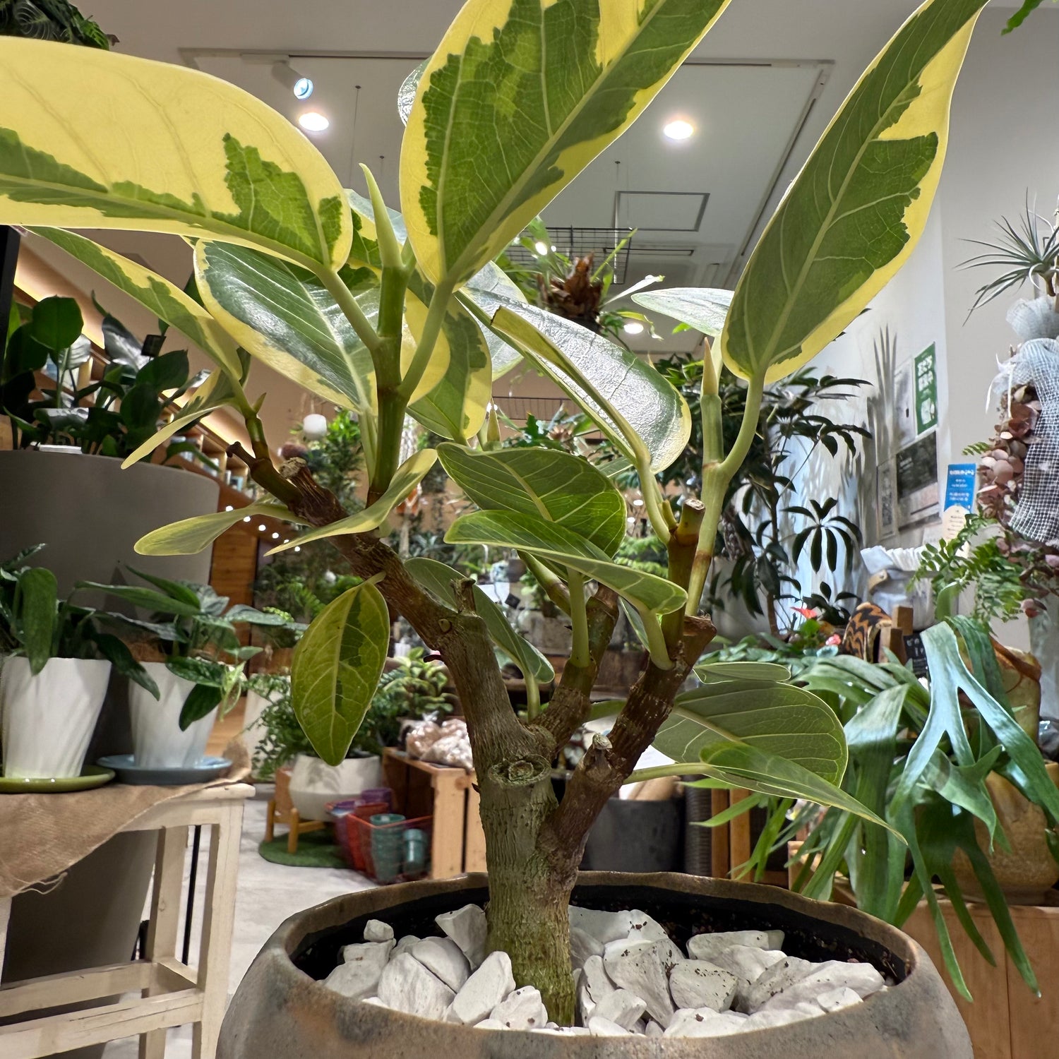 フィカス】アルテシマ|陶器鉢付|観葉植物 – hanna フィカス】アルテシマ|陶器鉢付|観葉植物 – hanna