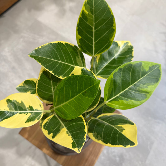 【フィカス】アルテシマ｜陶器鉢付｜観葉植物