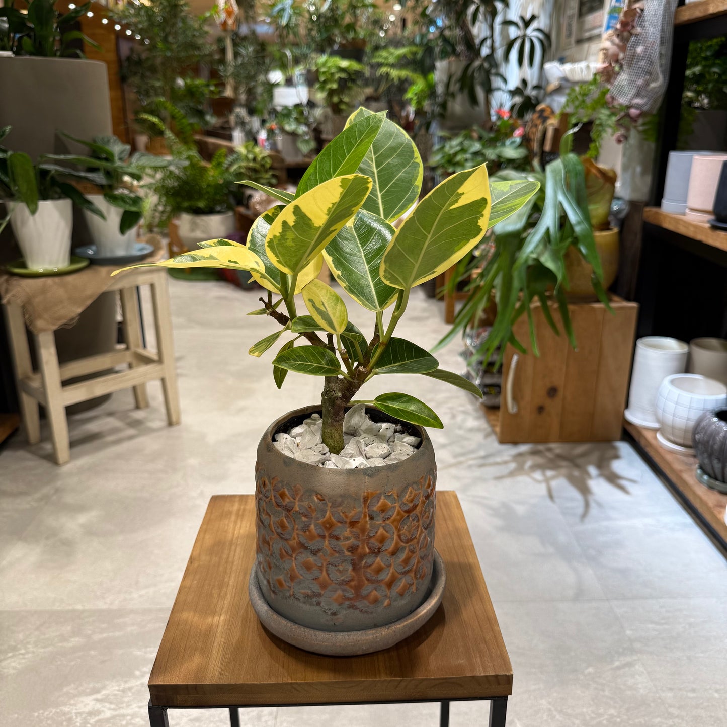 [Ficus] Melanie | Size 5 | Houseplant