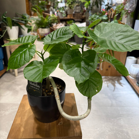 【すごい曲がり！】フィカス・ウンベラータ｜5号サイズ｜観葉植物