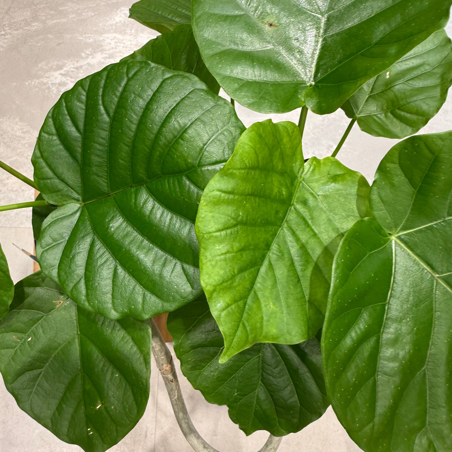 【すごい曲がり！】フィカス・ウンベラータ｜5号サイズ｜観葉植物