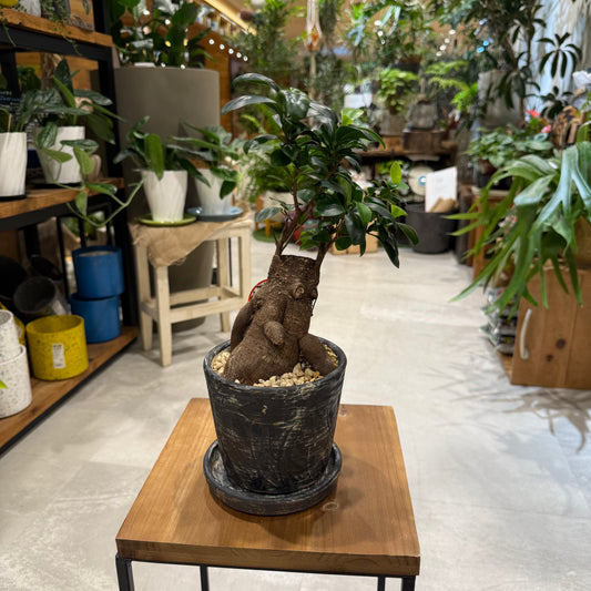 【人気NO1】人参ガジュマル|観葉植物 (陶器鉢付)