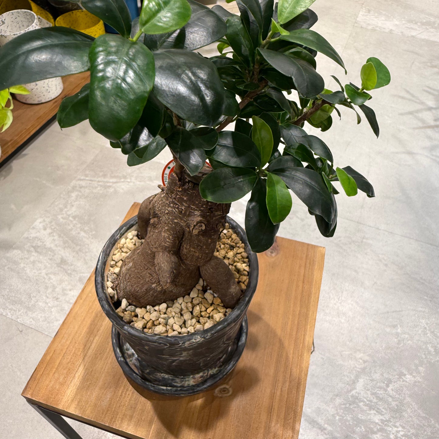 【人気NO1】人参ガジュマル｜観葉植物 (陶器鉢付)