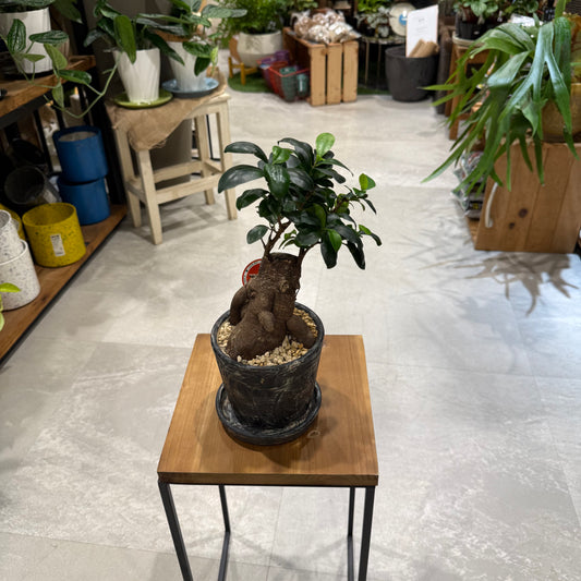 【人気NO1】人参ガジュマル｜観葉植物 (陶器鉢付)