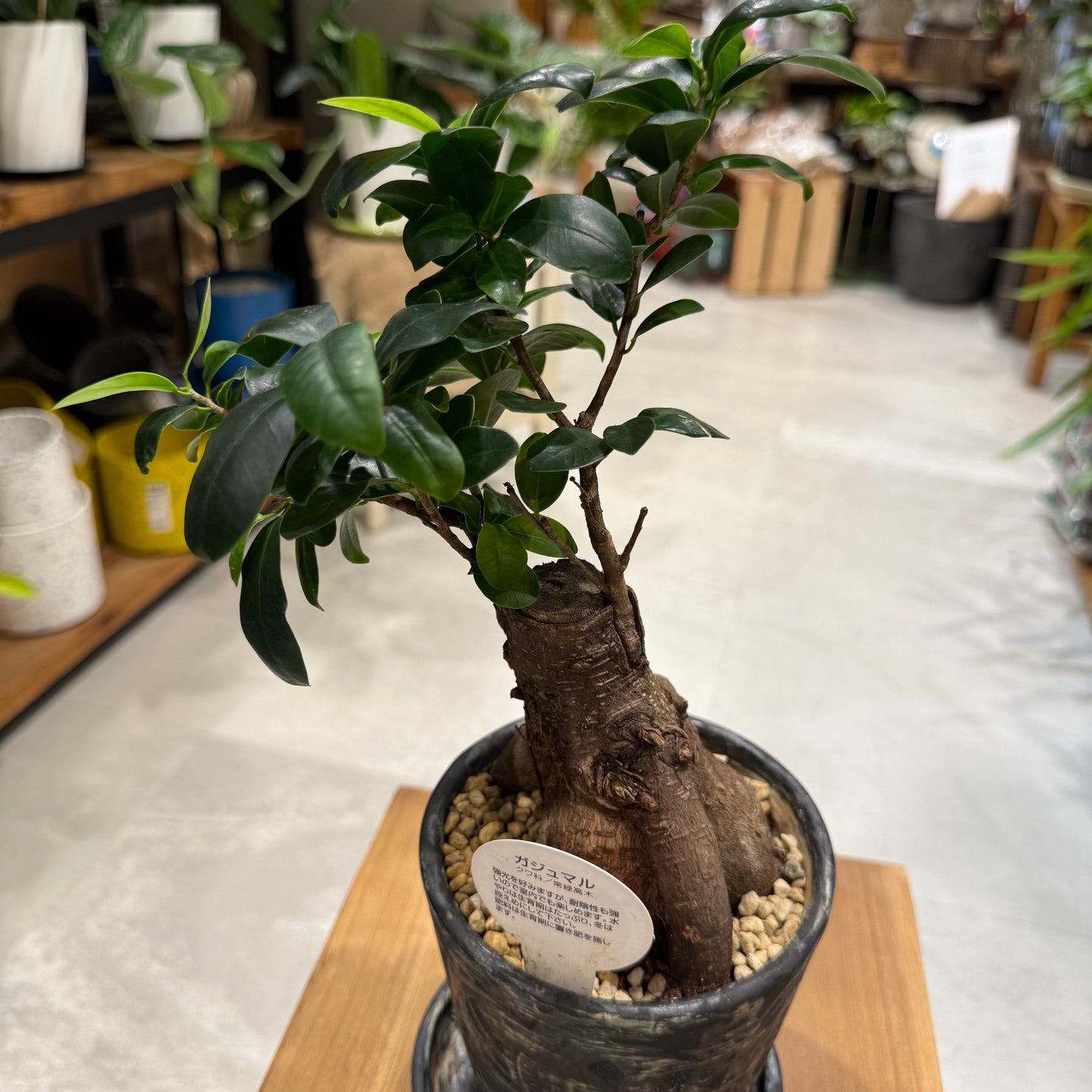 【人気NO1】人参ガジュマル｜観葉植物 (陶器鉢付)