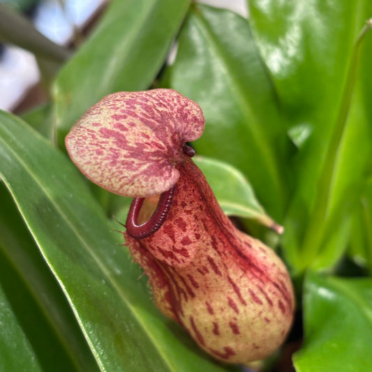 【ウツボカズラ】ネペンテス・ガヤ｜観葉植物