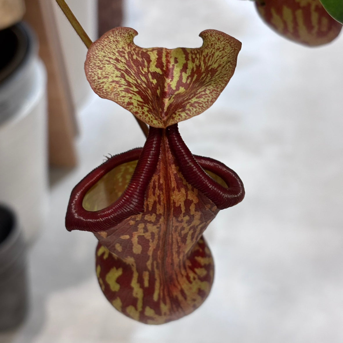 【ウツボカズラ】ネペンテス・ガヤ｜観葉植物