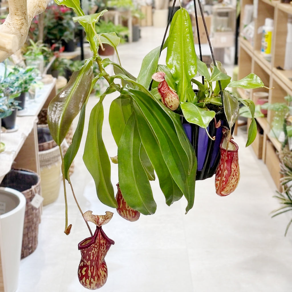 【ウツボカズラ】ネペンテス・ガヤ｜観葉植物