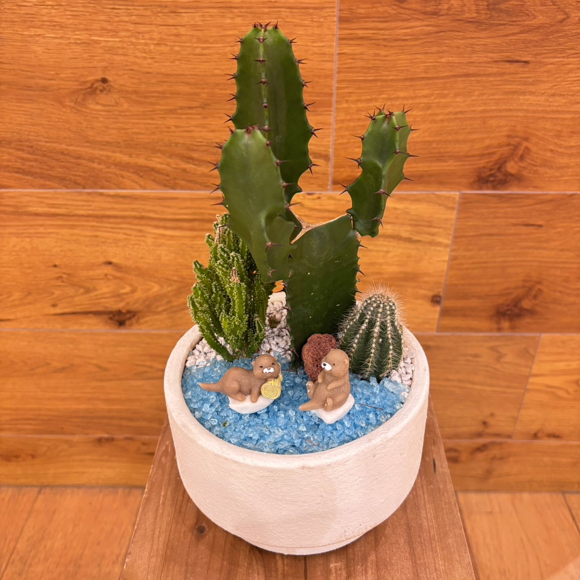 【SALE】アニマル寄植えサボテンＡ｜観葉植物