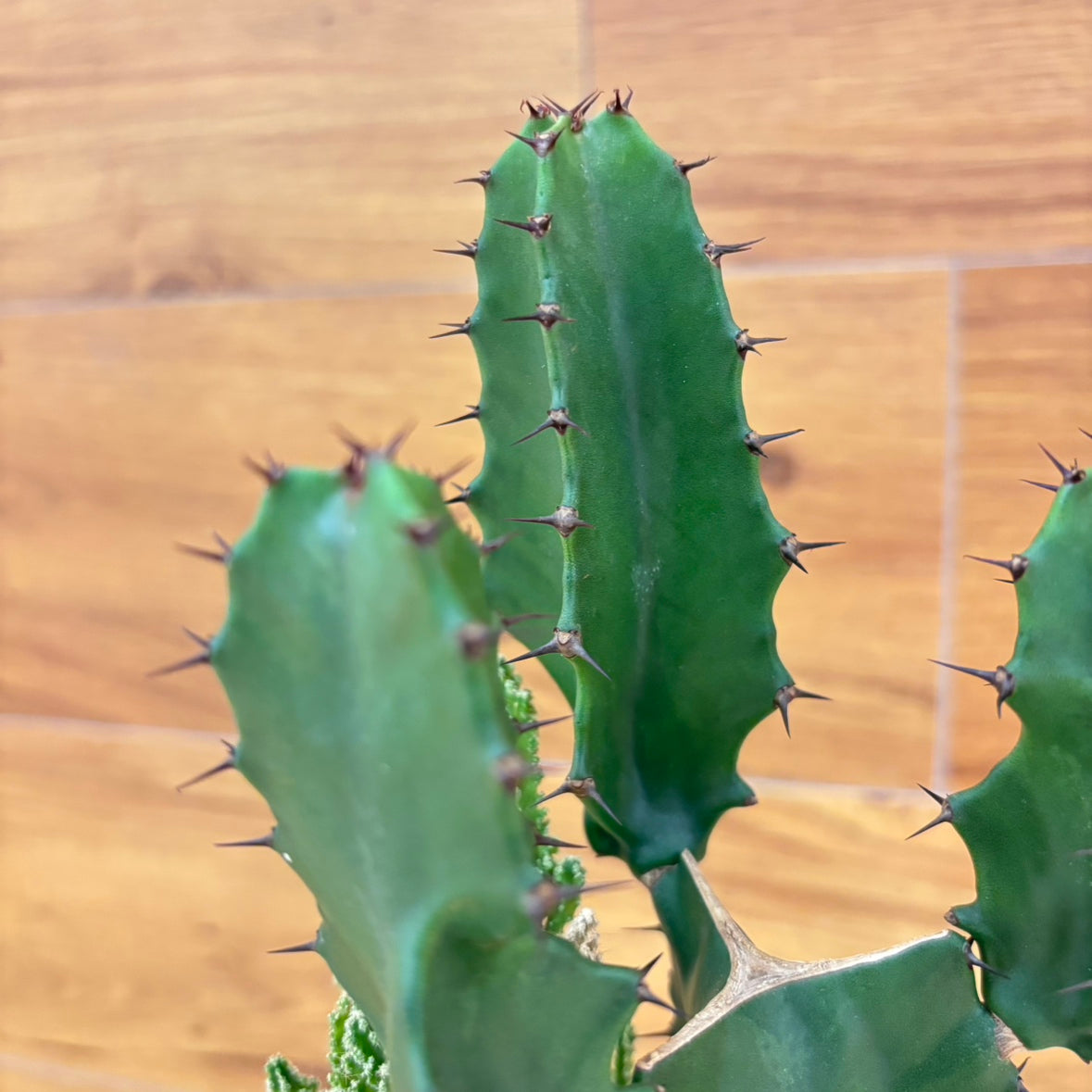 【SALE】アニマル寄植えサボテンＡ｜観葉植物