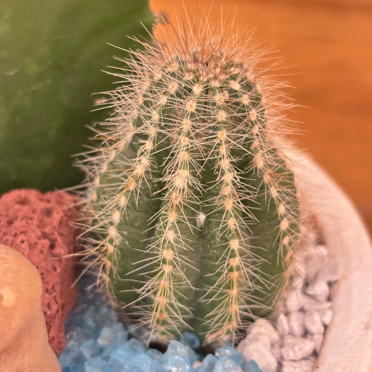 【SALE】アニマル寄植えサボテンＡ｜観葉植物
