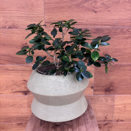 【ガジュマル】観葉植物 (陶器鉢付き)
