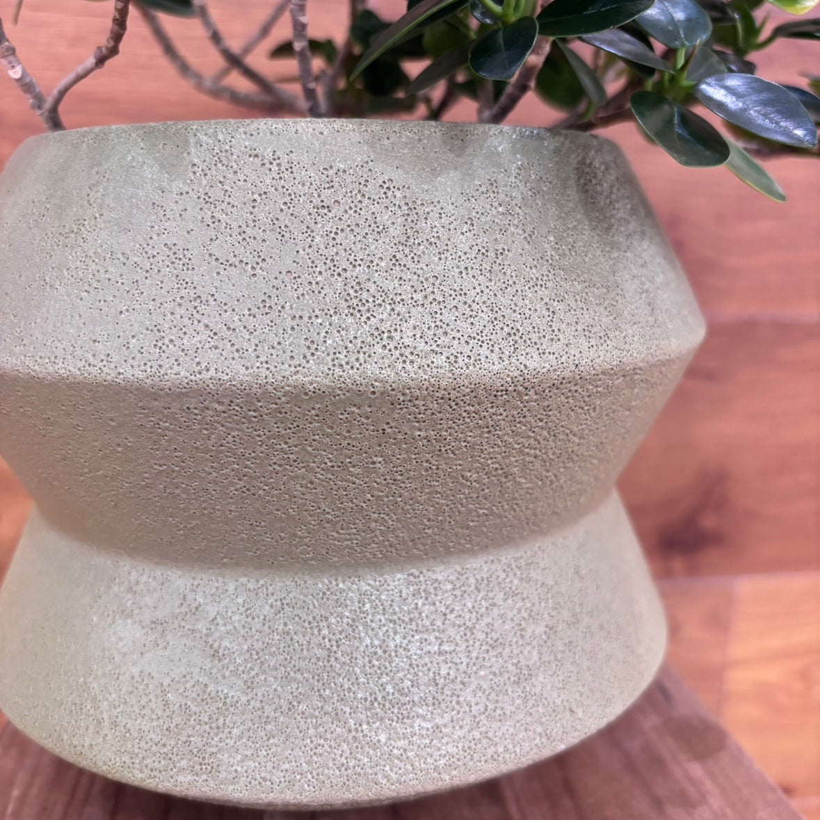 【ガジュマル】観葉植物 (陶器鉢付き)