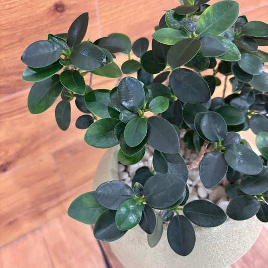 【ガジュマル】観葉植物 (陶器鉢付き)