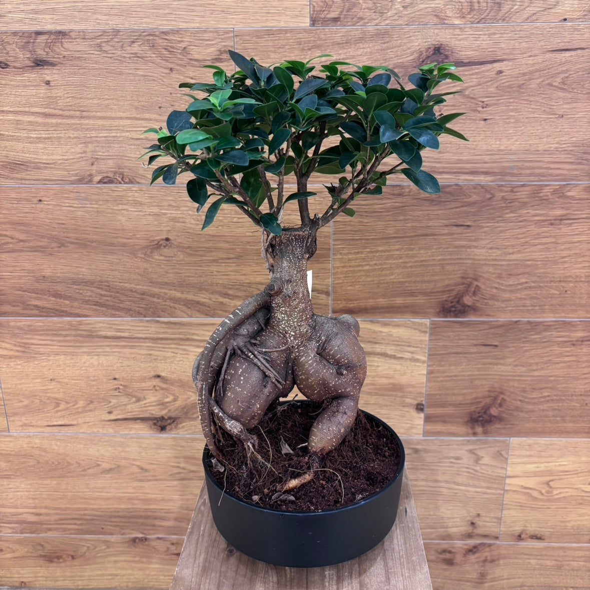 育てやすい観葉植物