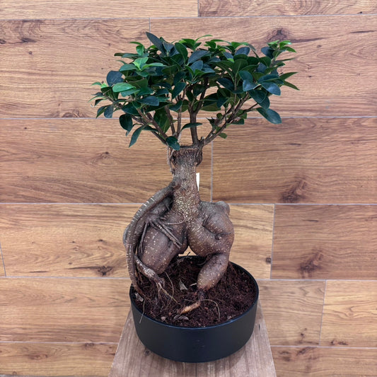【人参ガジュマル】観葉植物
