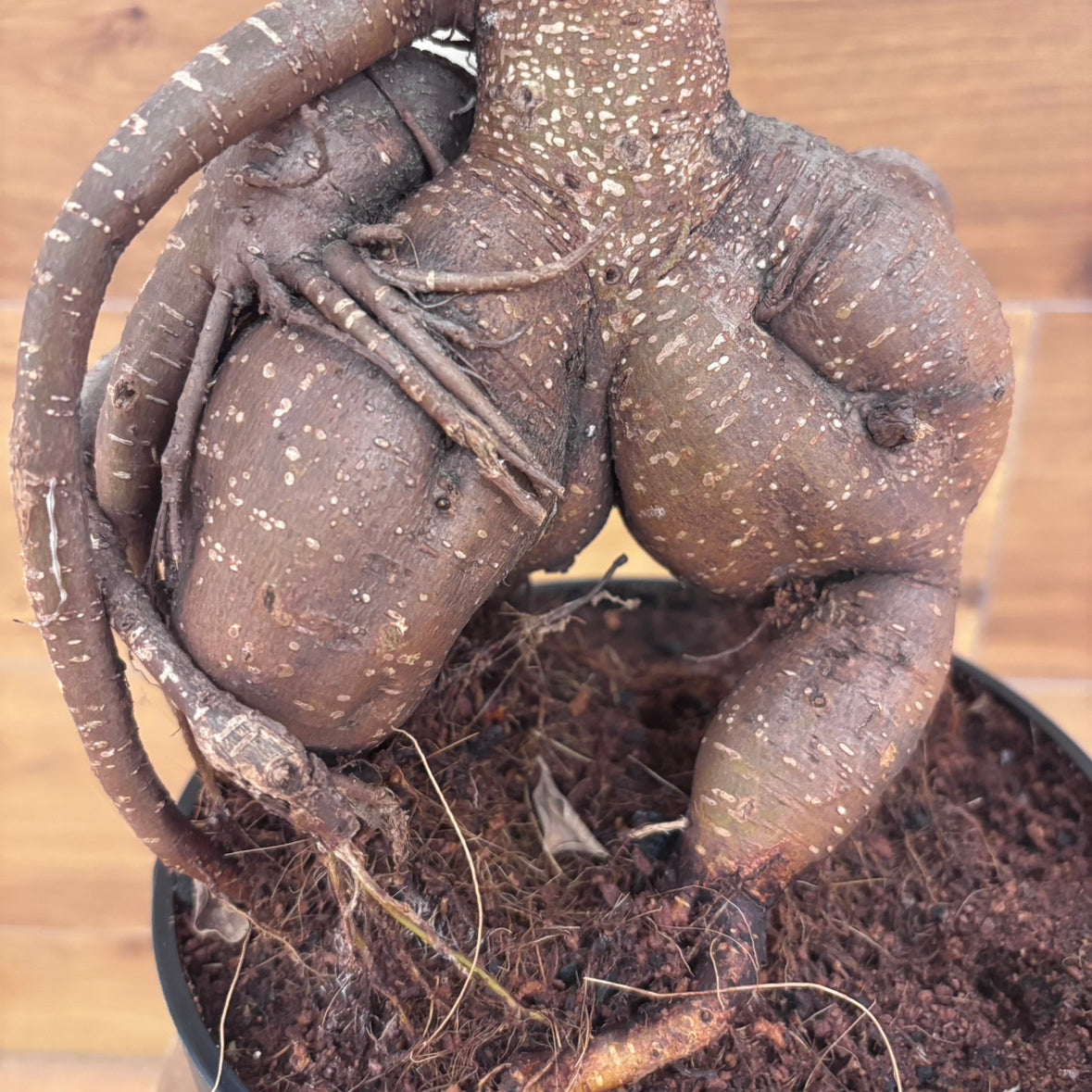 人参ガジュマル】観葉植物 – hanna