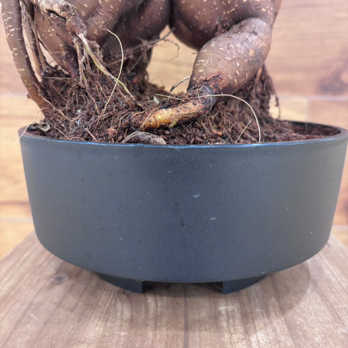 【人参ガジュマル】観葉植物
