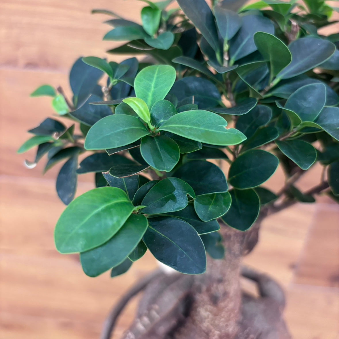 【人参ガジュマル】観葉植物