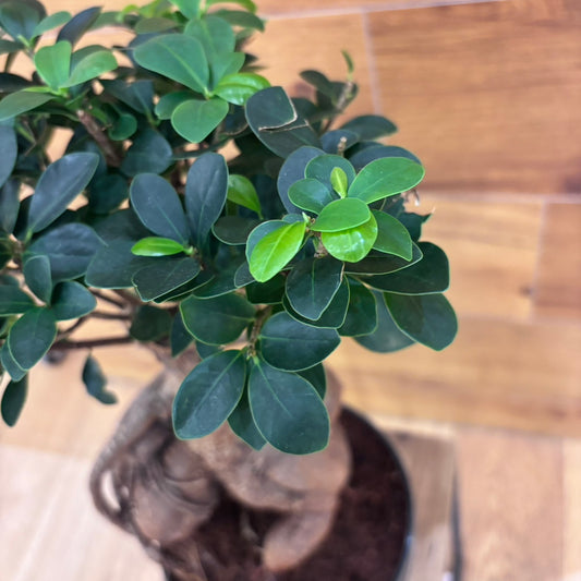 【人参ガジュマル】観葉植物