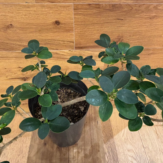 【パンダガジュマル】観葉植物