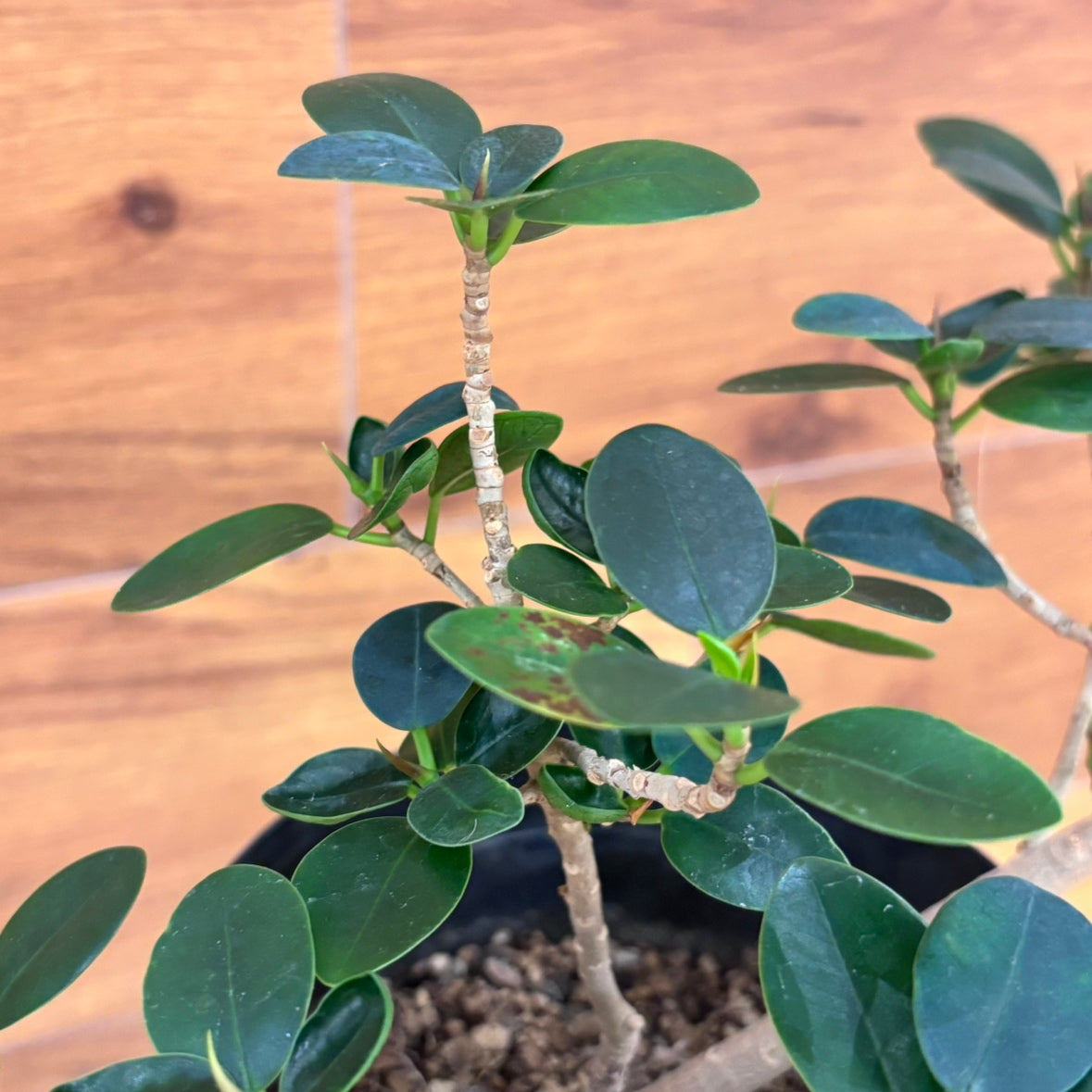 【パンダガジュマル】観葉植物