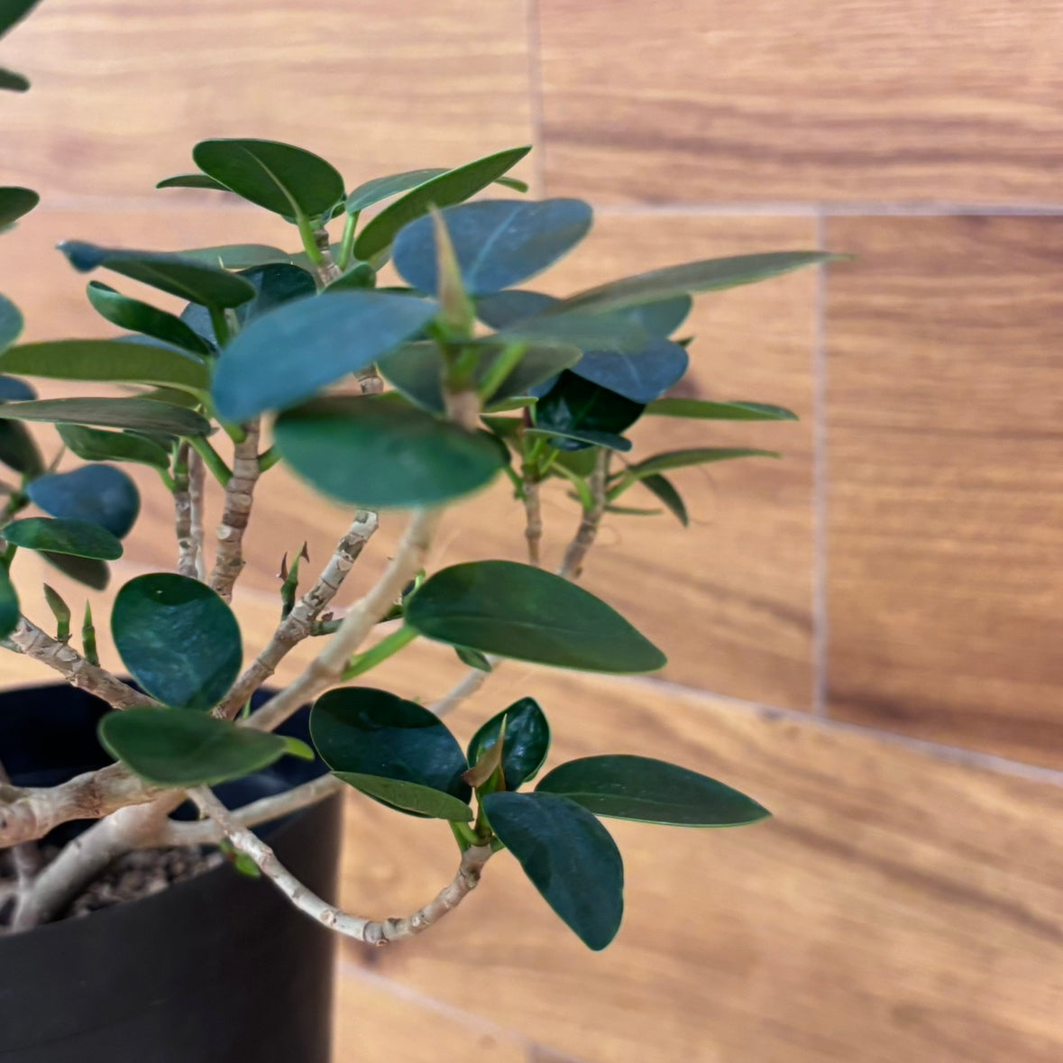 【パンダガジュマル】観葉植物