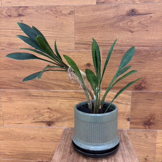 【サンスベリア コンシンナ スプーンリーフ】観葉植物 (陶器鉢)