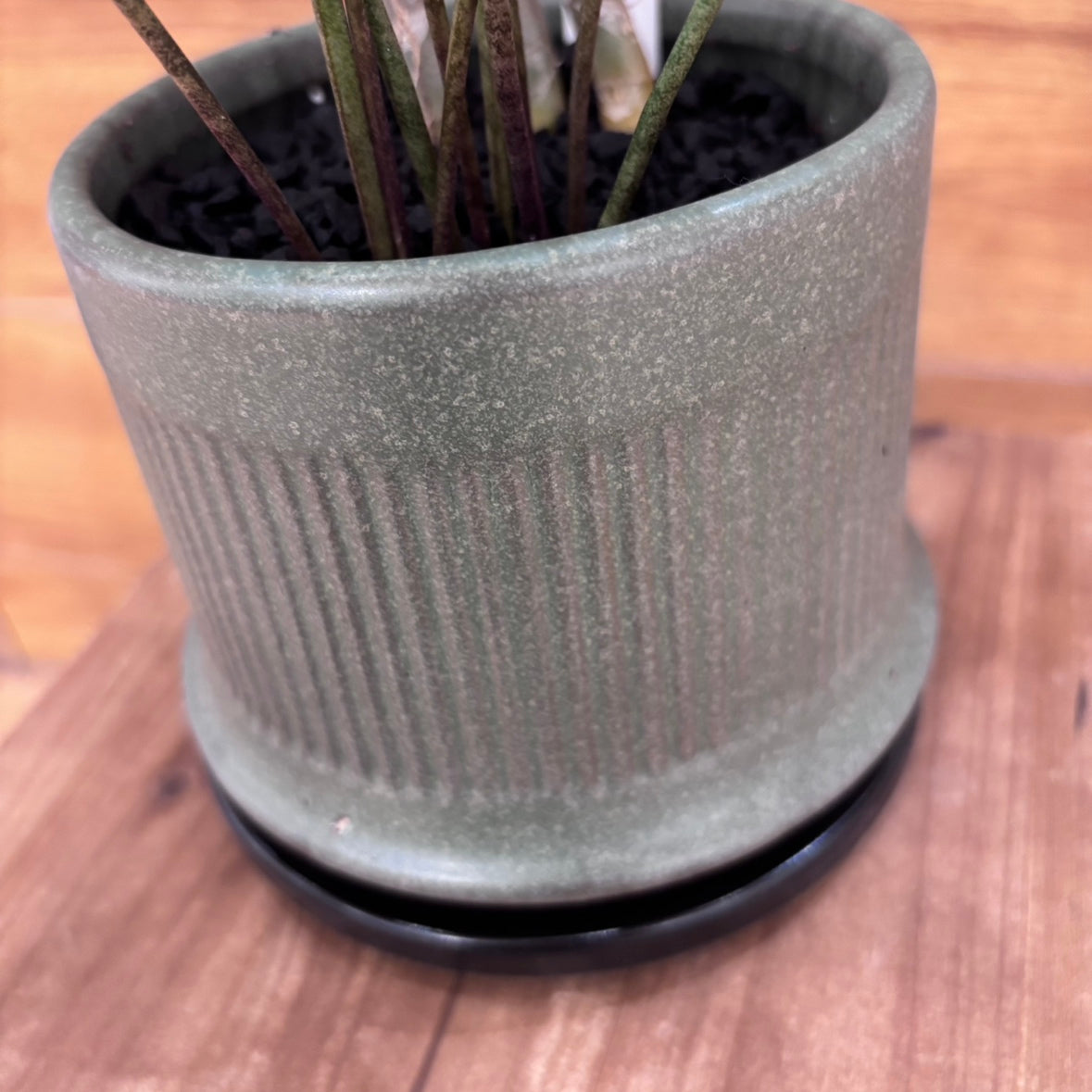 【サンスベリア コンシンナ スプーンリーフ】観葉植物 (陶器鉢)