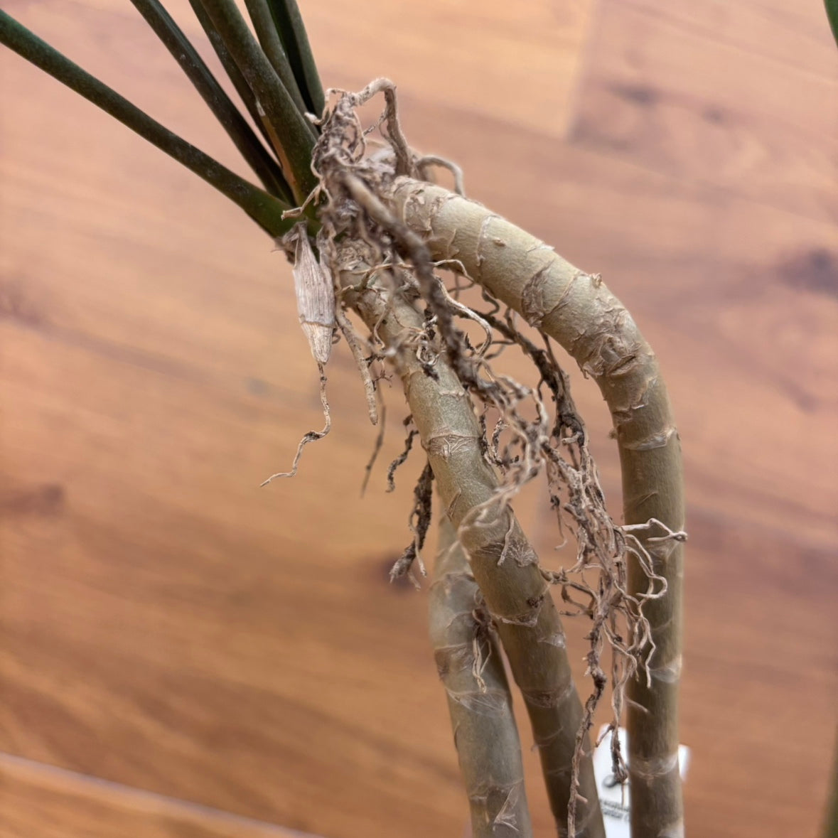 【サンスベリア コンシンナ スプーンリーフ】観葉植物 (陶器鉢)