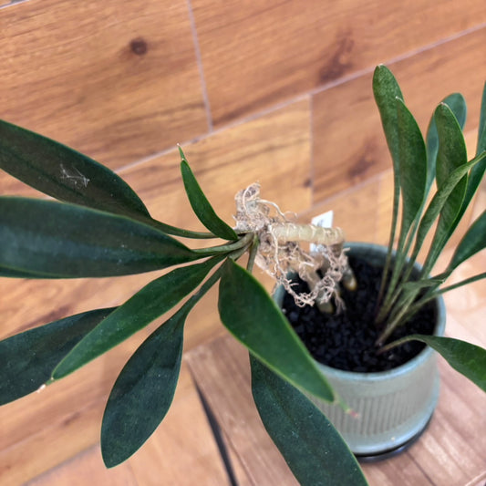 【サンスベリア コンシンナ スプーンリーフ】観葉植物 (陶器鉢)