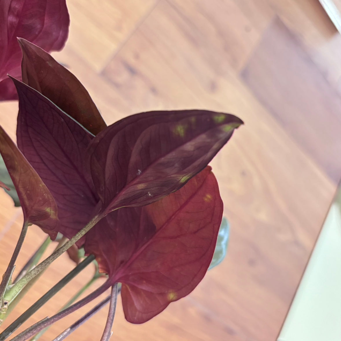 [Singonium Chocolate] Small | Houseplant