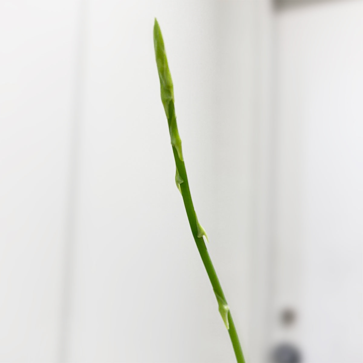 【アスパラガス・セタケウス‘ナヌス’  】鉢付｜小型｜観葉植物