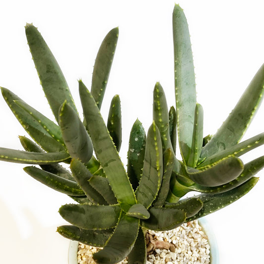 【多肉植物】アロエ・ラモシシマ(羅紋錦)Mサイズ|観葉植物